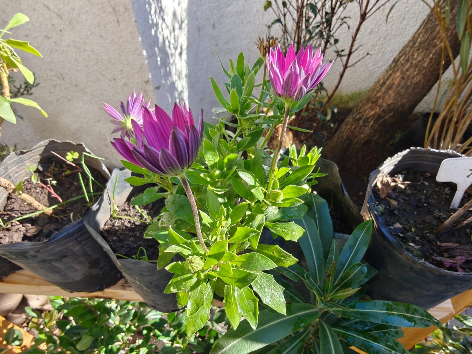 Planta destacada