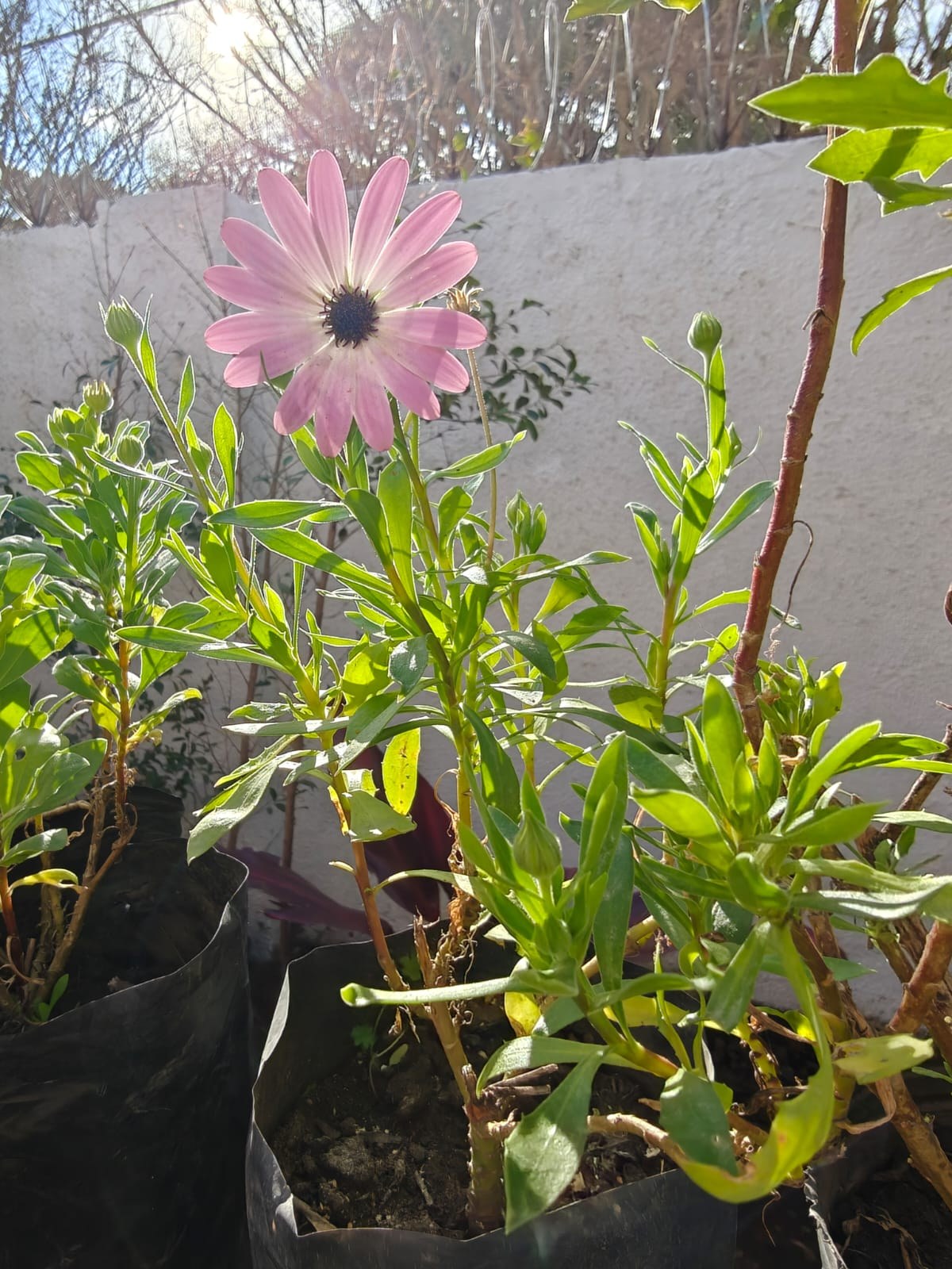 Tika Vivero