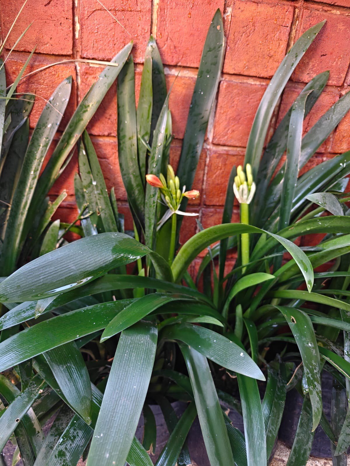 Tika Vivero
