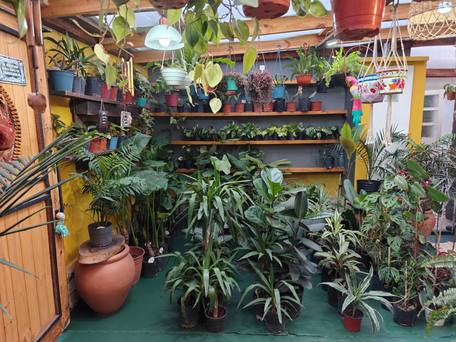 Vista interior con plantas de Tika Vivero