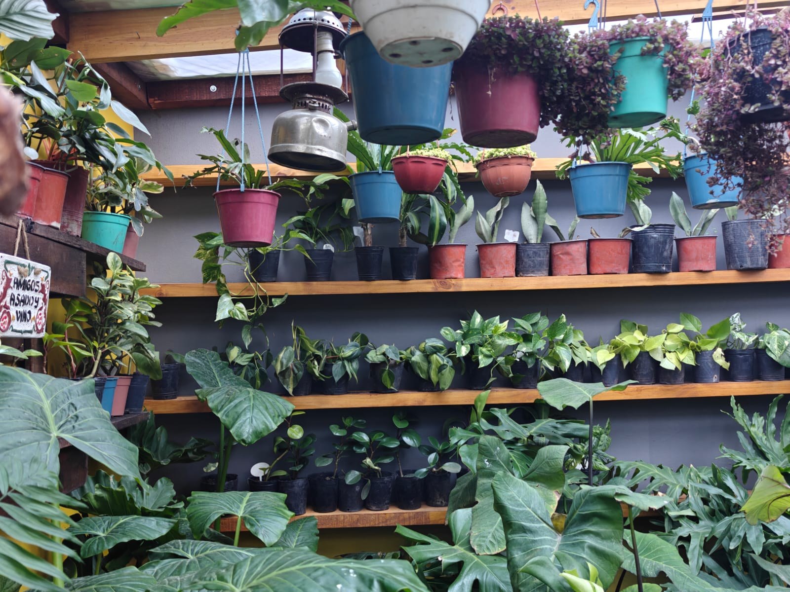 Plantas en Tika Vivero