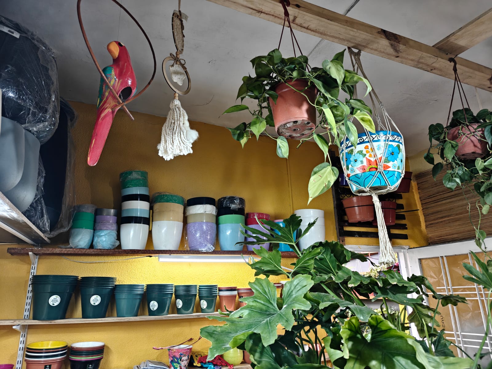Plantas colgantes y decoración en Tika Vivero
