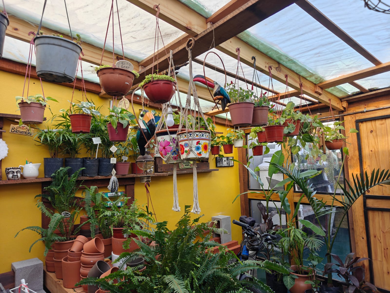Sector de plantas colgantes de Tika Vivero