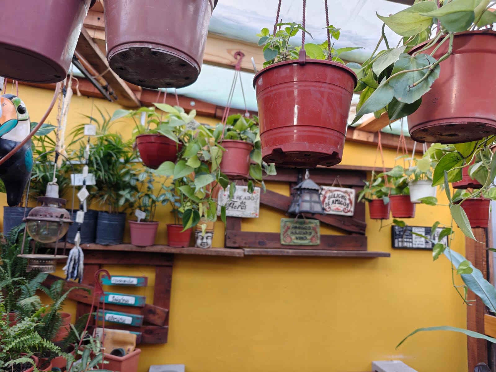 Macetas colgantes y plantas en Tika Vivero