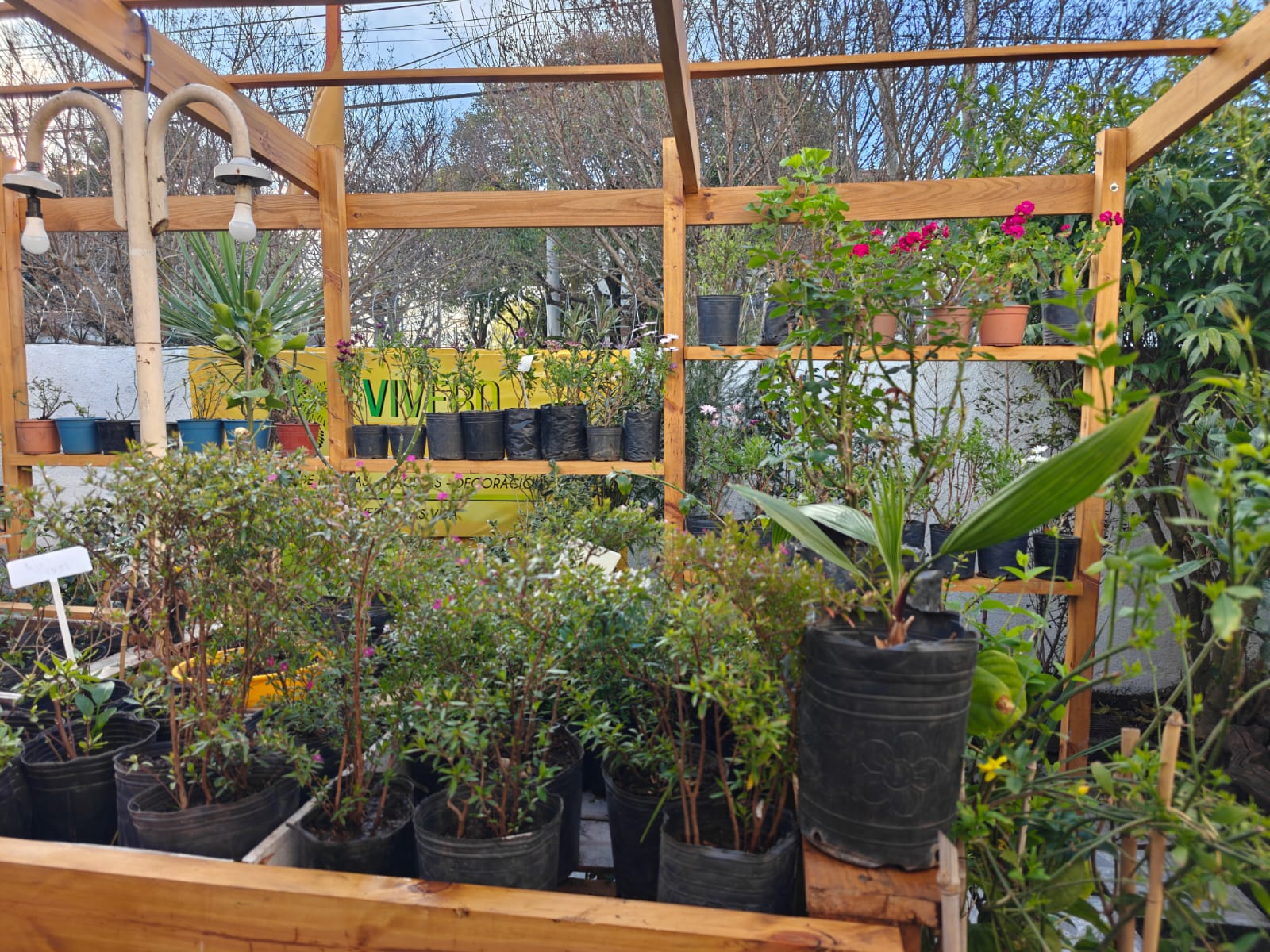 Plantas y flores del vivero Tika