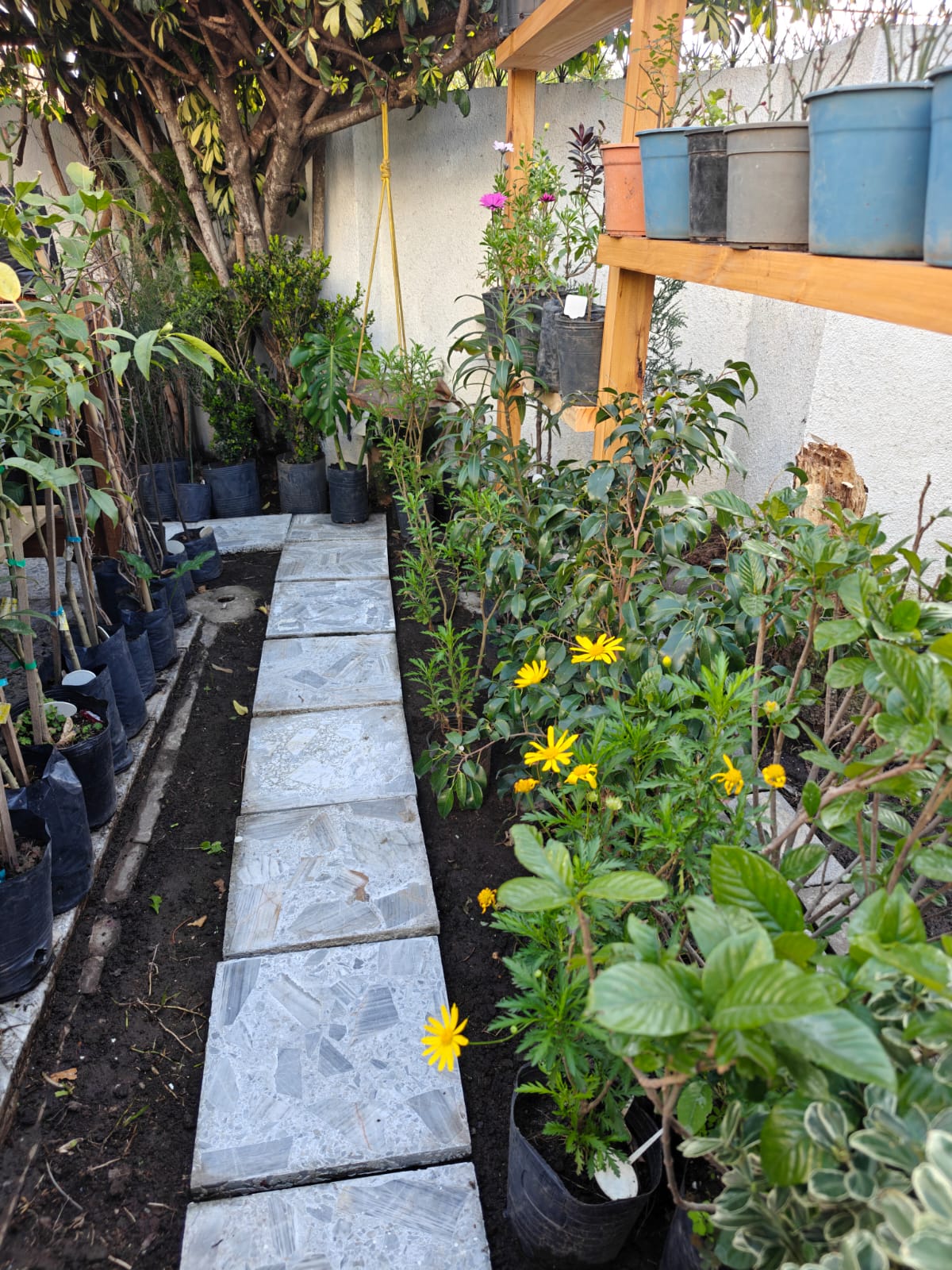 Espacio exterior con plantas de Tika Vivero