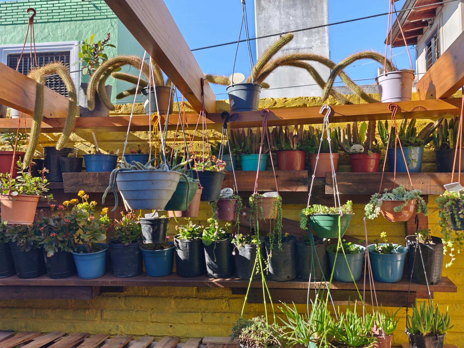 Suculentas y cactus