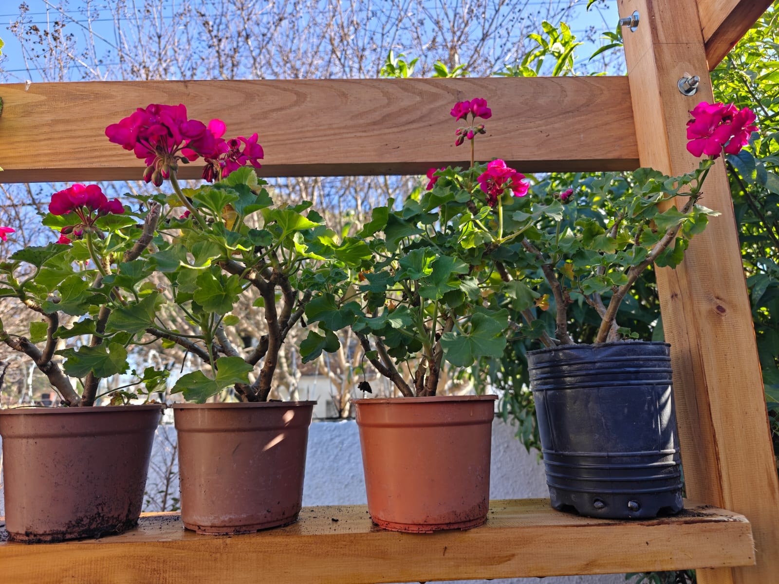 Plantas de interior y exterior